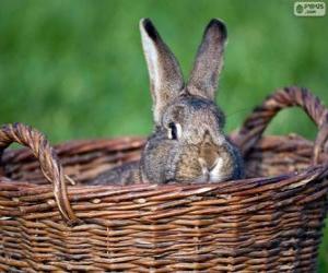 пазл Кролик в плетеной корзине